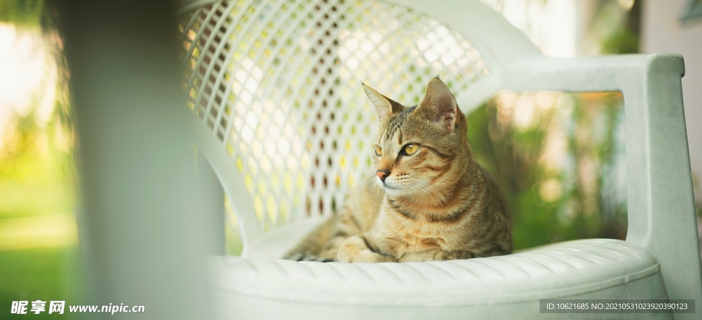 猫              