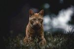 猫              
