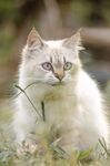 猫              