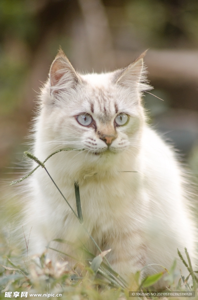 猫              