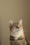 猫              