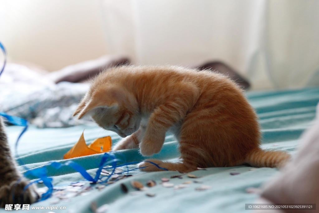 猫              