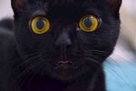 猫              