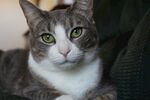 猫              