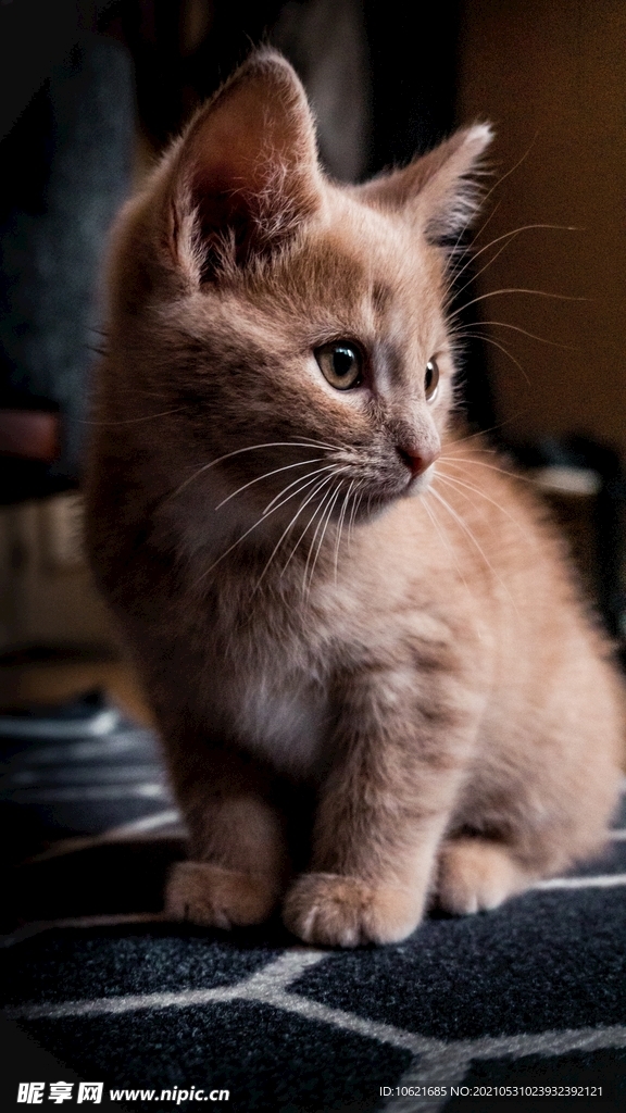 猫              