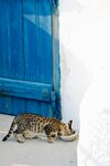 猫              