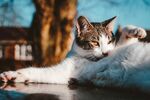 猫              
