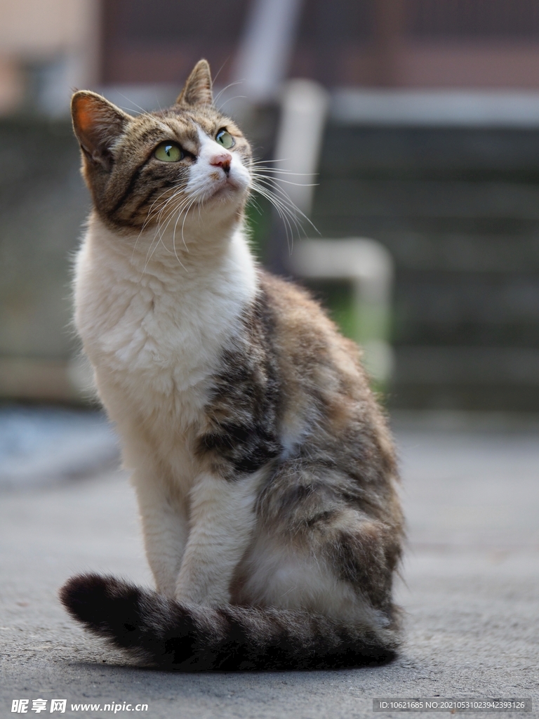 猫              