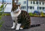 猫              