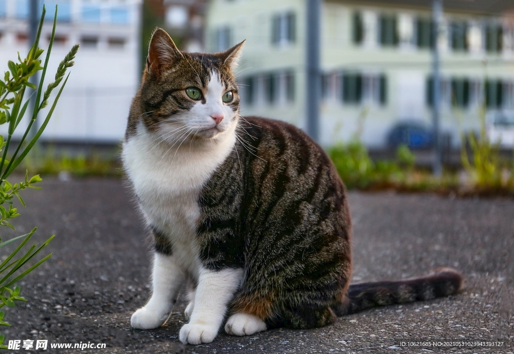 猫              