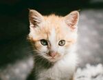 猫              