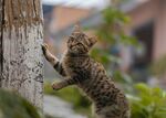 猫              