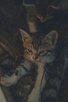 猫              