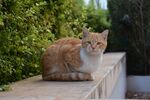 猫              