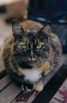 猫              