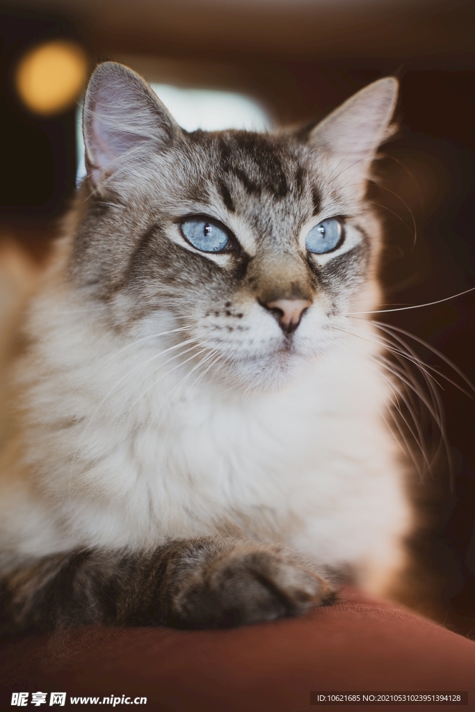 猫              