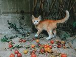猫              