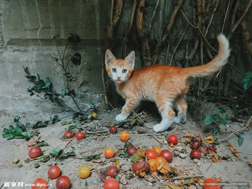 猫              