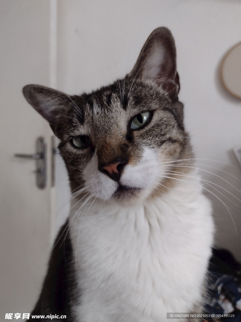 猫              