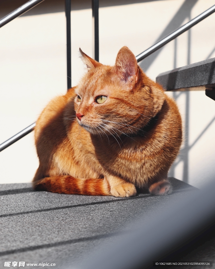 猫              