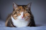 猫              