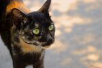 猫              