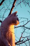 猫              