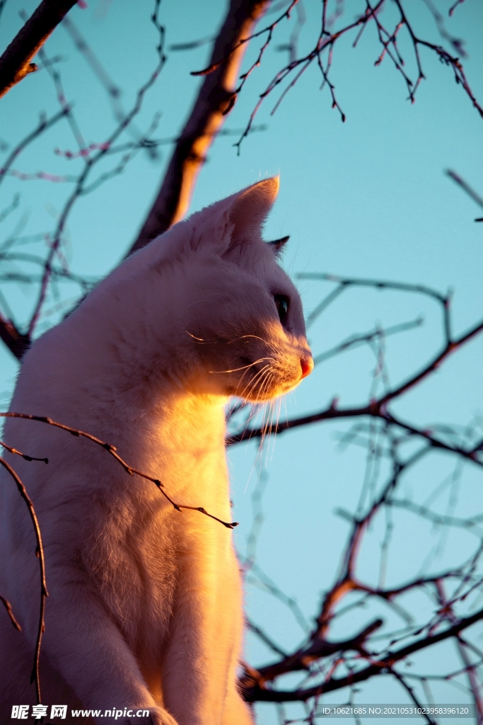 猫              