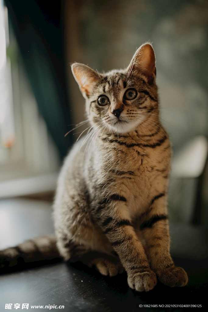 猫              