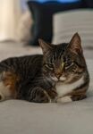 猫              