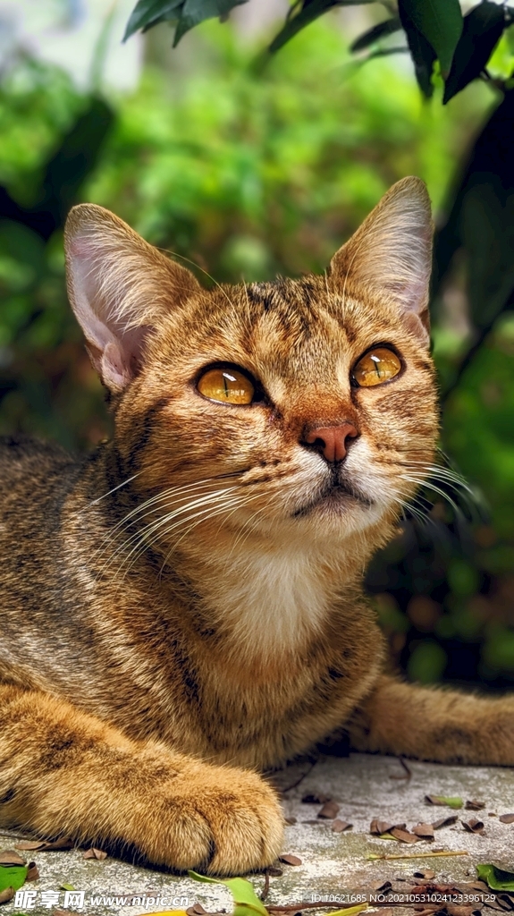猫              