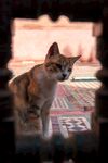 猫              