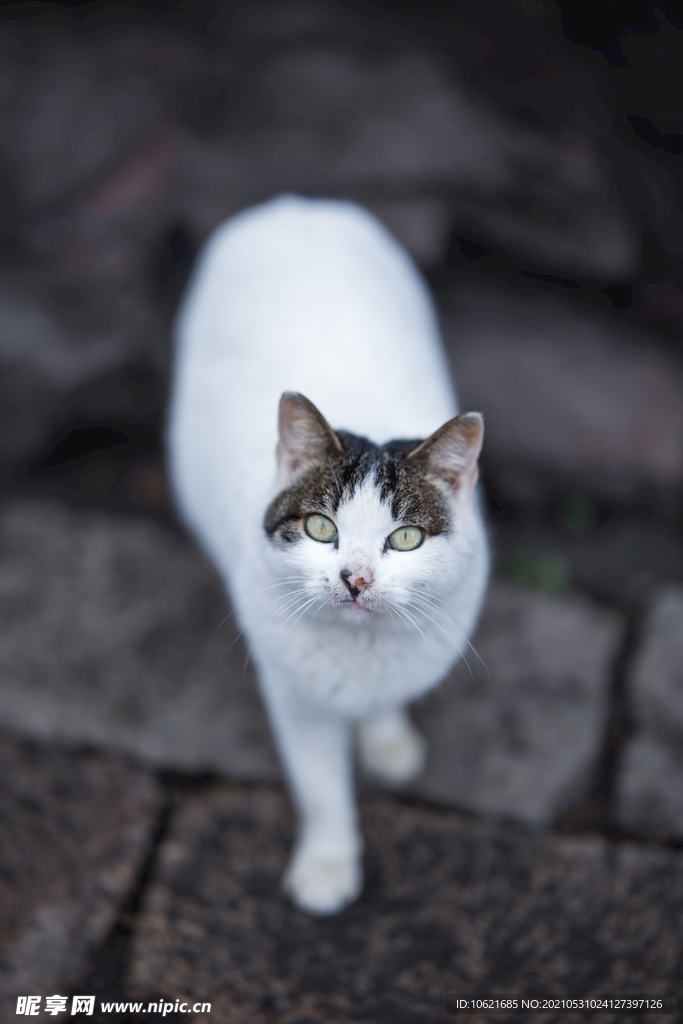 猫              