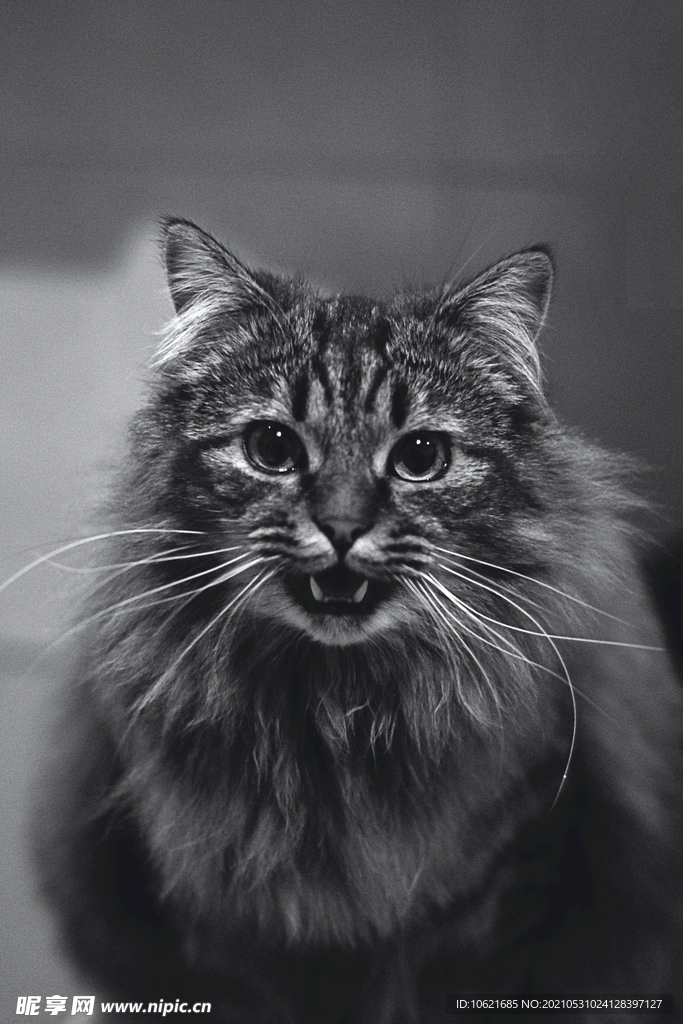 猫              