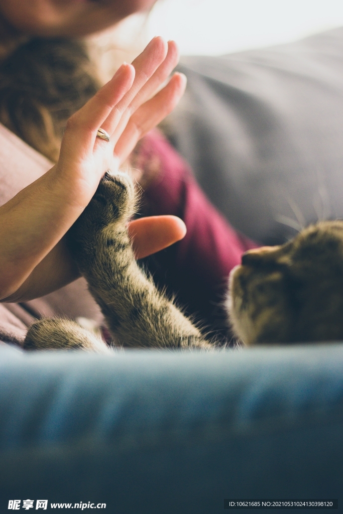 猫              