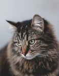 猫              