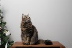 猫              