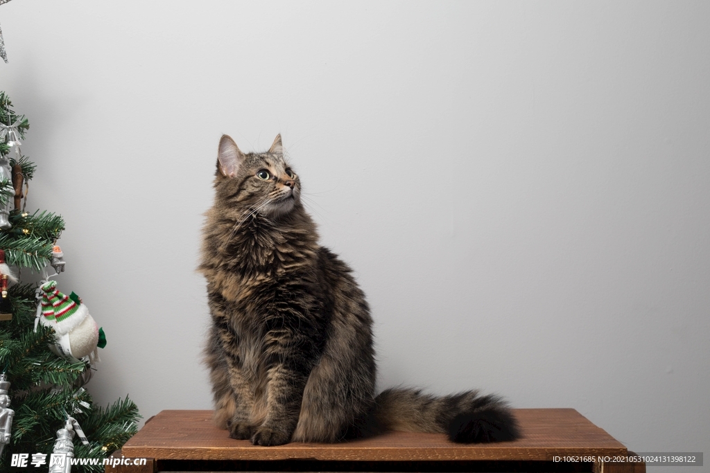 猫              