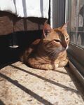 猫              