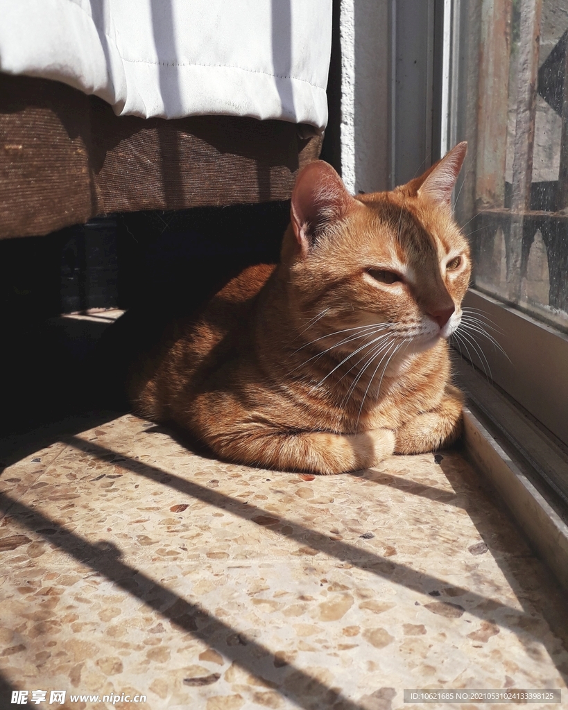 猫              