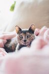 猫              