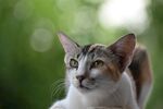 猫              
