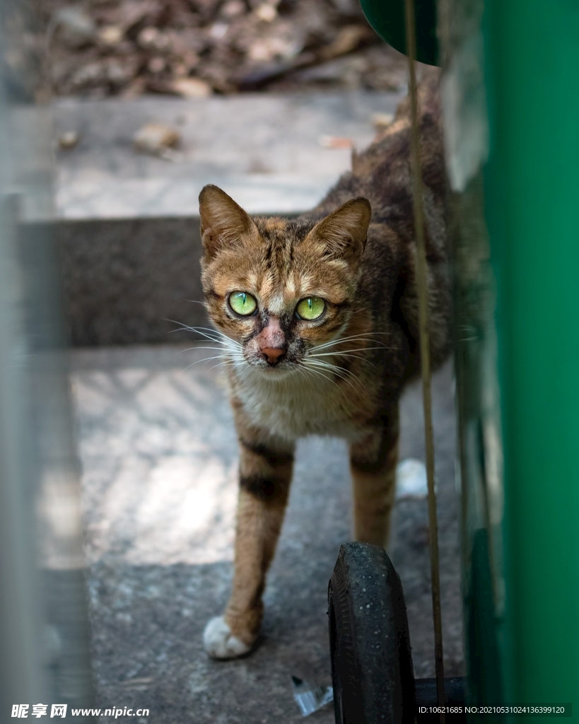 猫              
