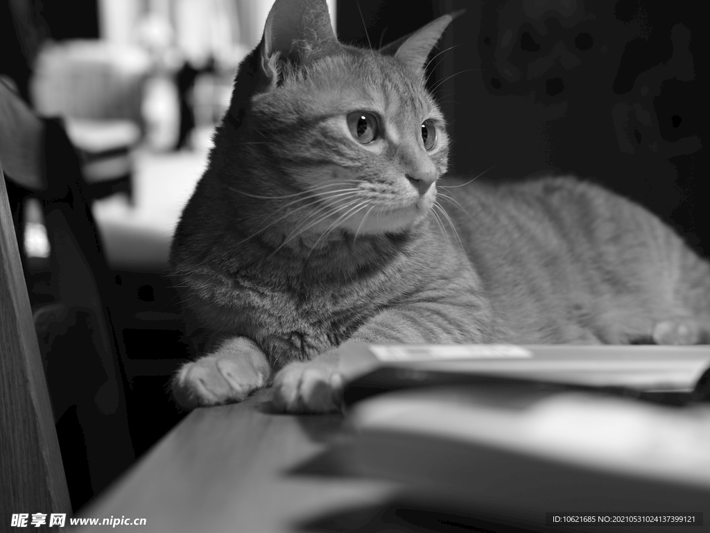 猫              
