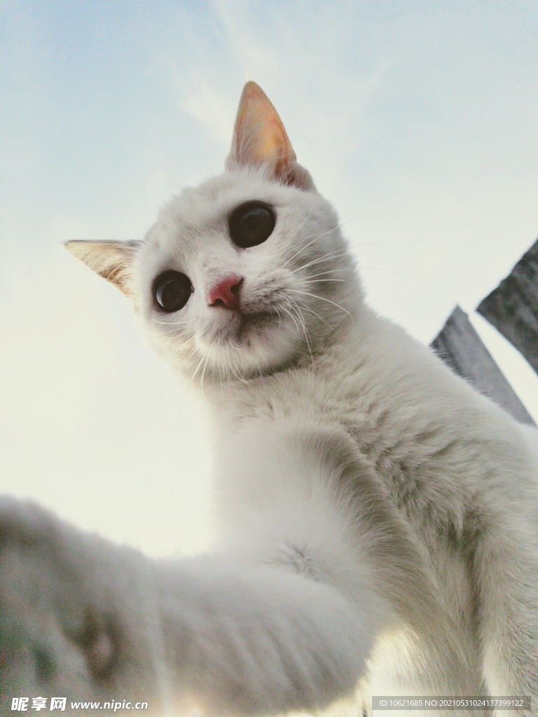 猫              