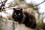猫              