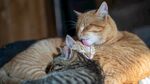 猫              