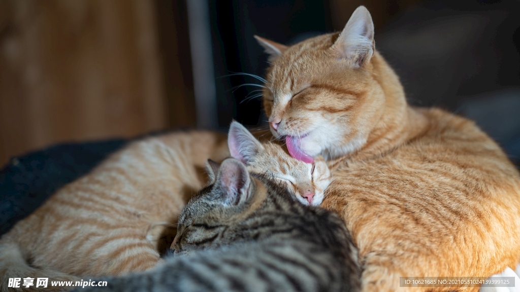 猫              