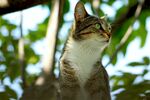 猫              