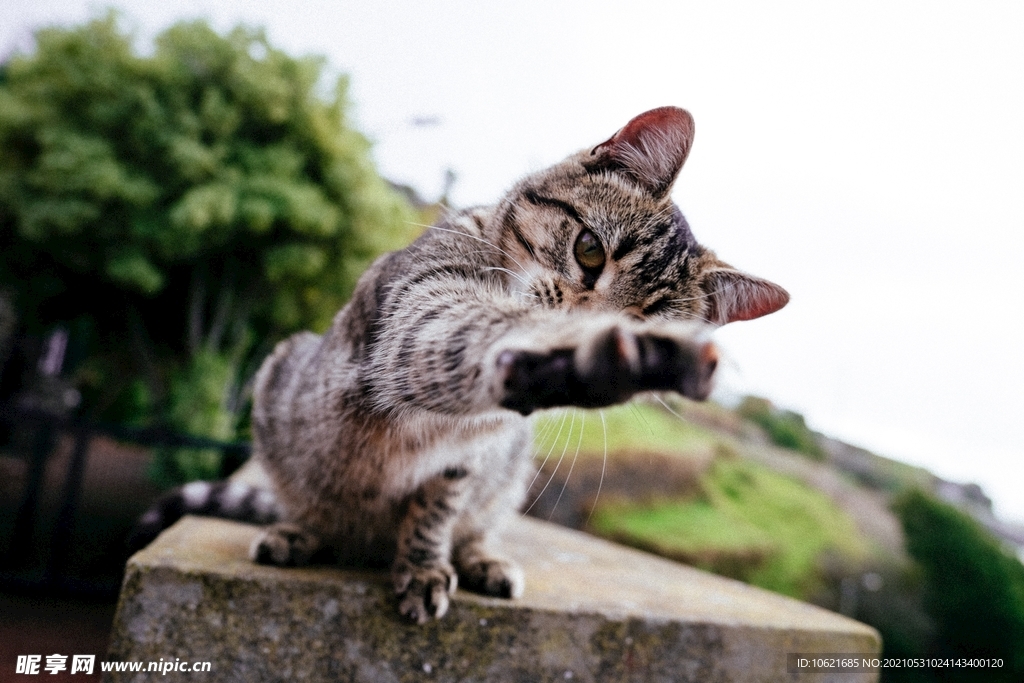 猫              